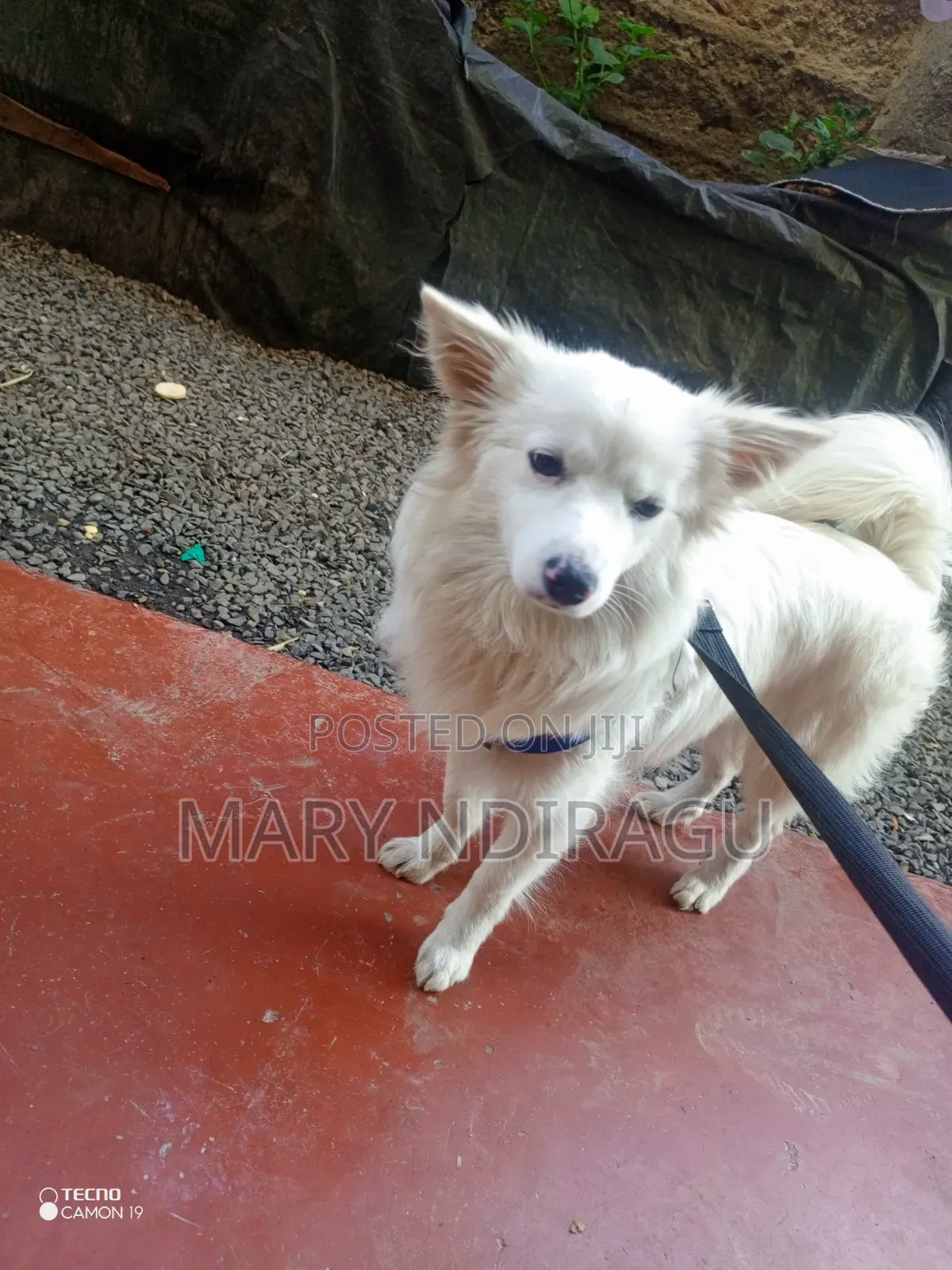 1+ year Female Purebred Japanese Spitz
