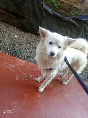 1+ year Female Purebred Japanese Spitz