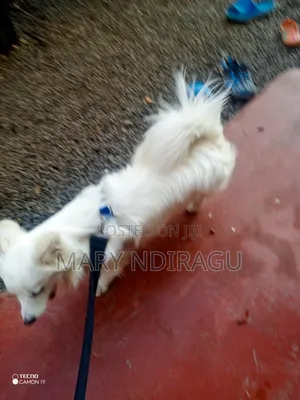 1+ year Female Purebred Japanese Spitz