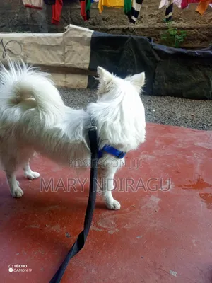 1+ year Female Purebred Japanese Spitz