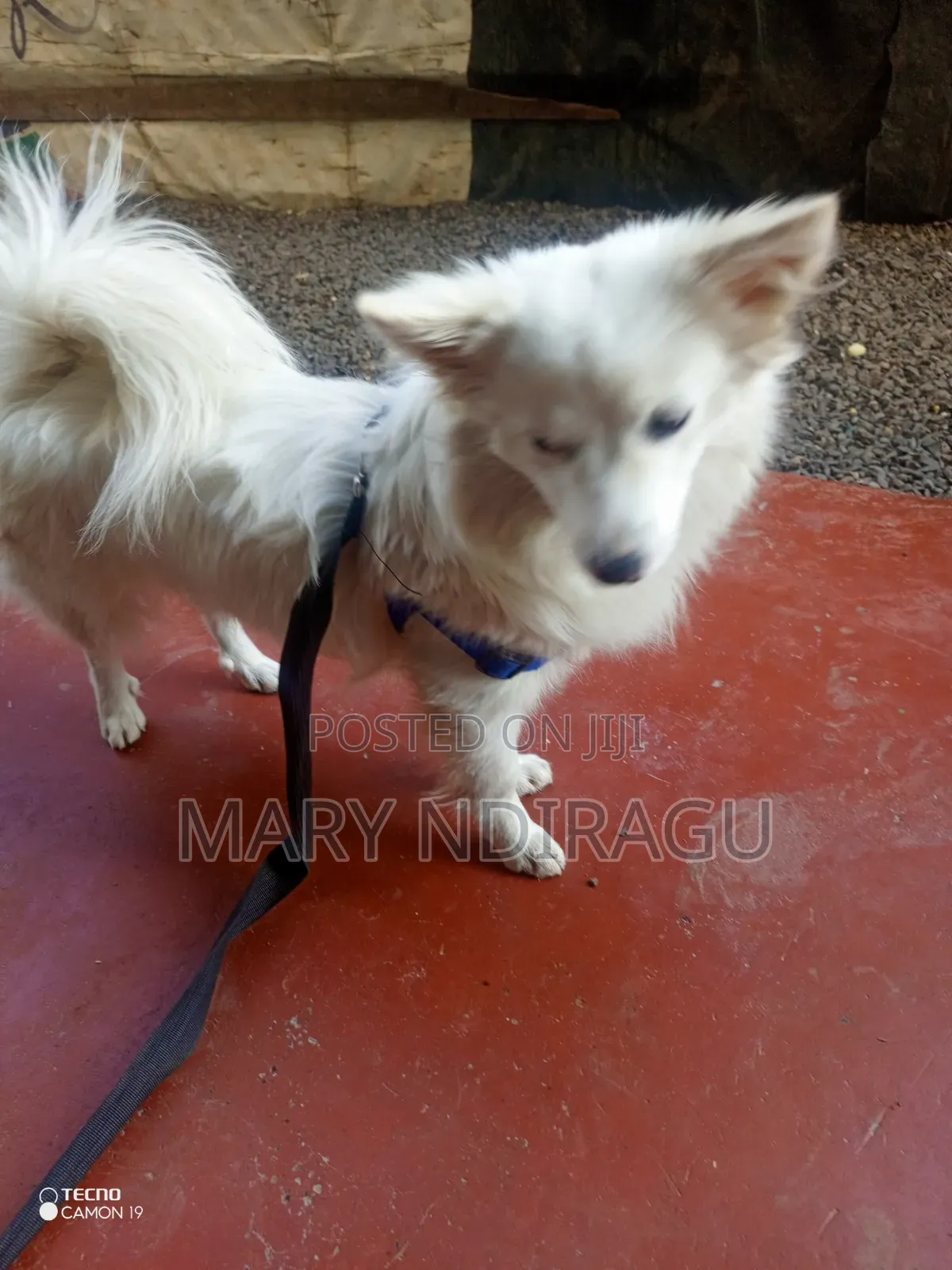 1+ year Female Purebred Japanese Spitz