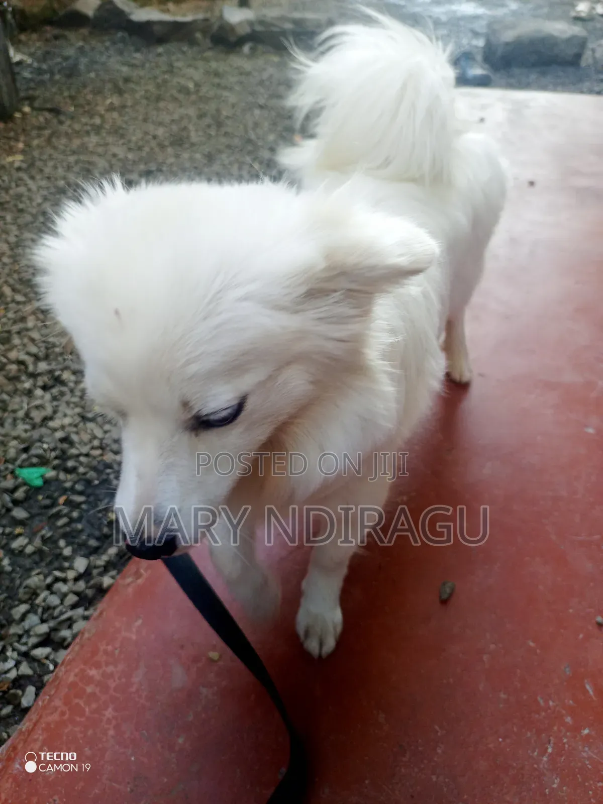 1+ year Female Purebred Japanese Spitz