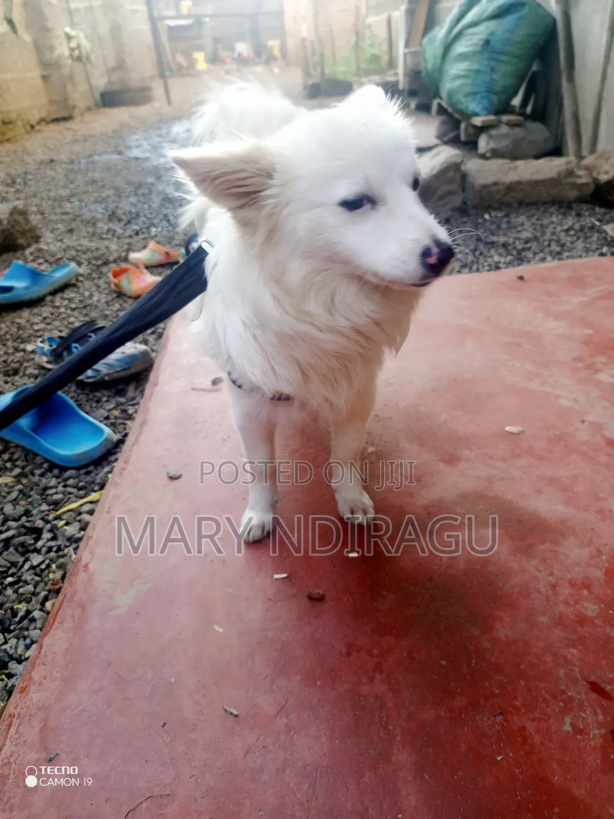 1+ year Female Purebred Japanese Spitz