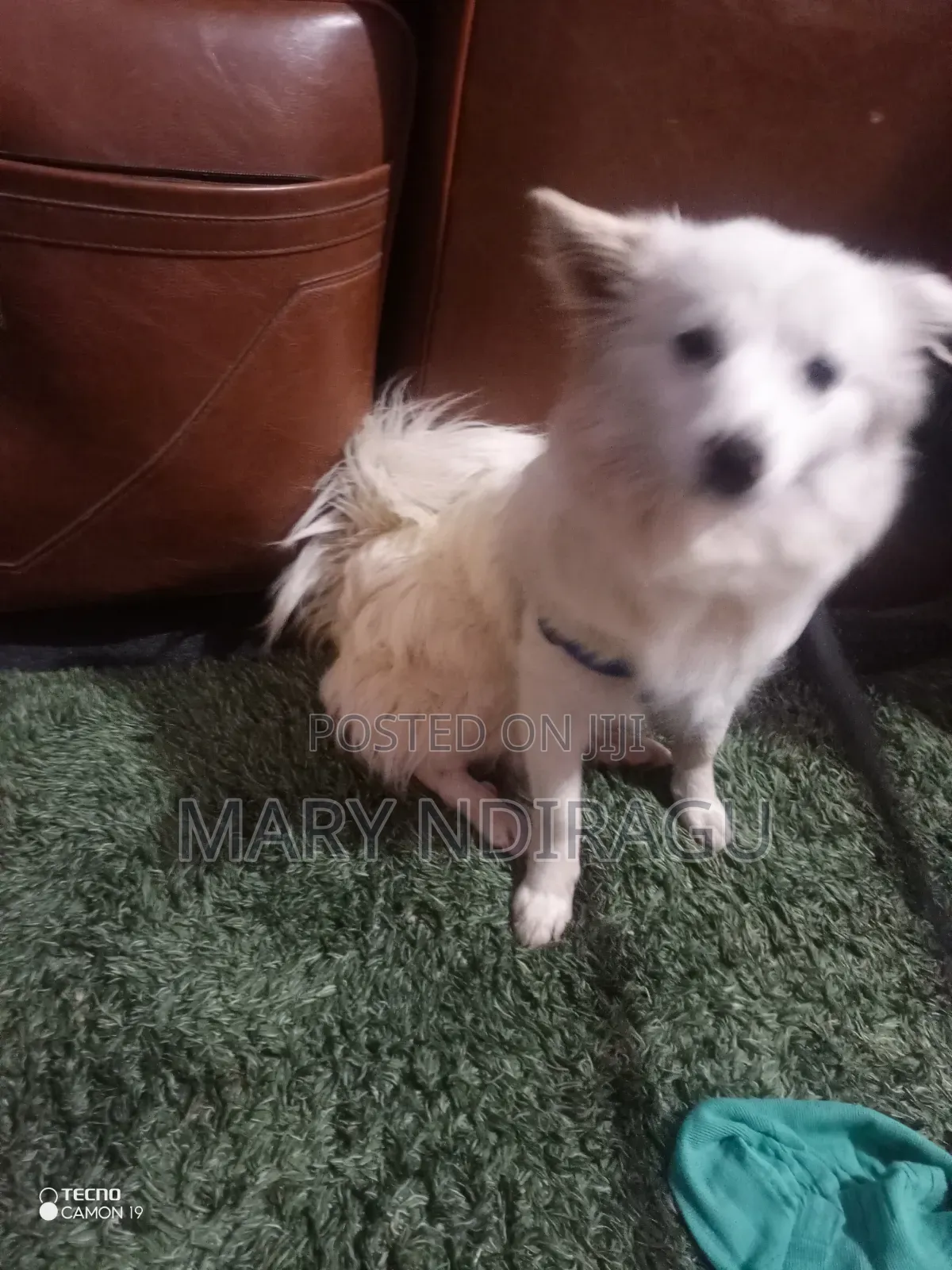 1+ year Female Purebred Japanese Spitz