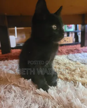 1-3 months Female Purebred American Shorthair