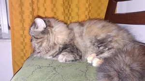 3-6 months Female Purebred Ragdoll
