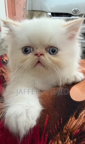 3-6 months Female Purebred Persian