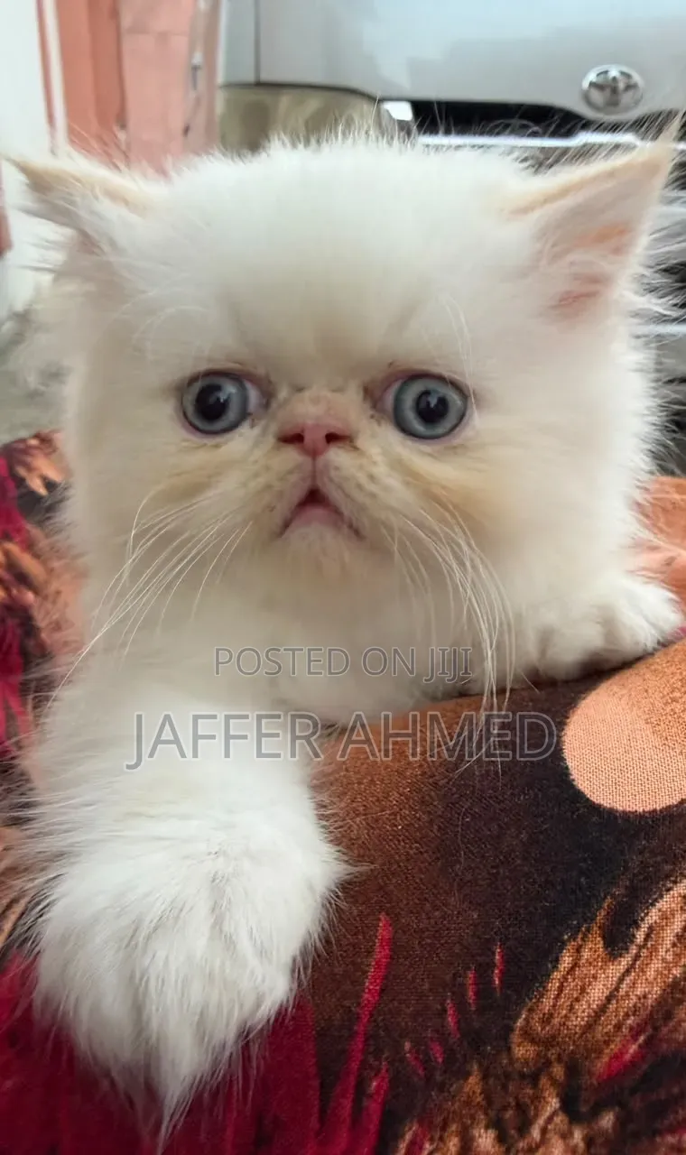 3-6 months Female Purebred Persian