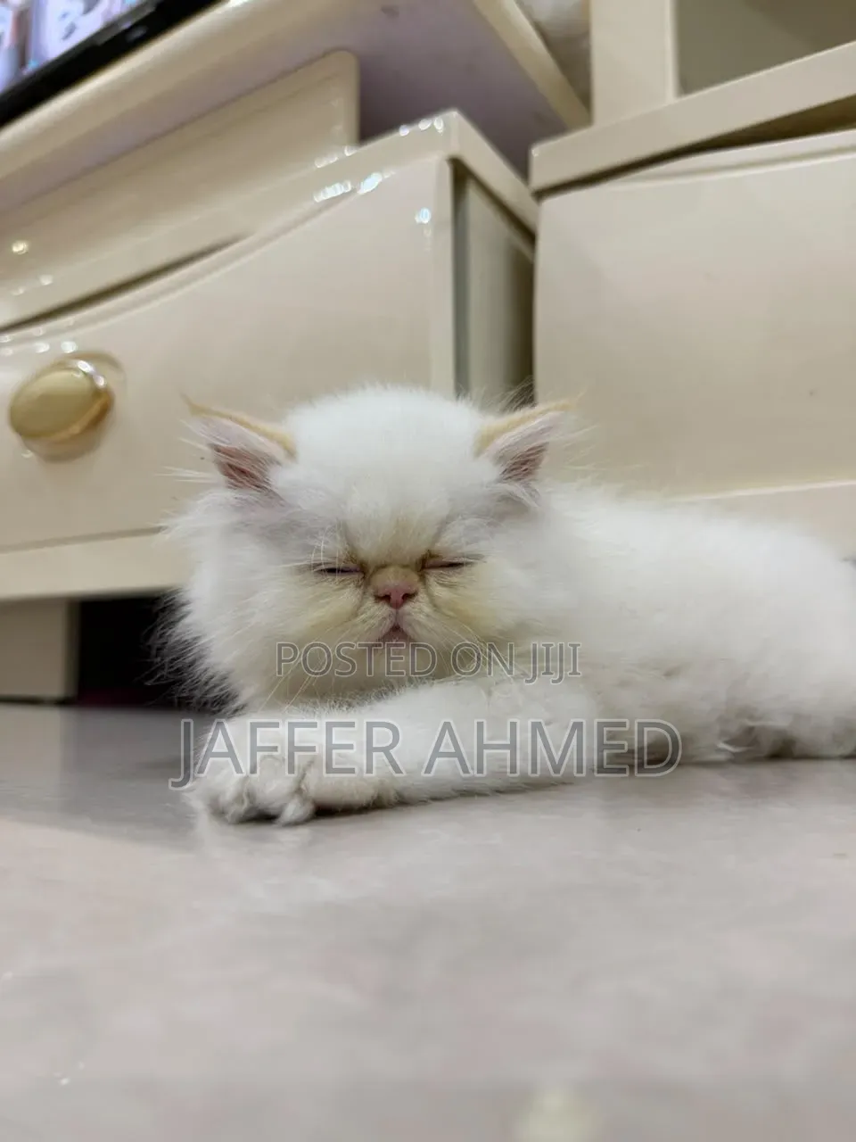 3-6 months Female Purebred Persian