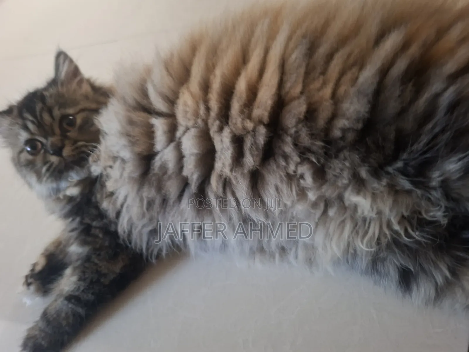 3-6 months Female Purebred Ragdoll