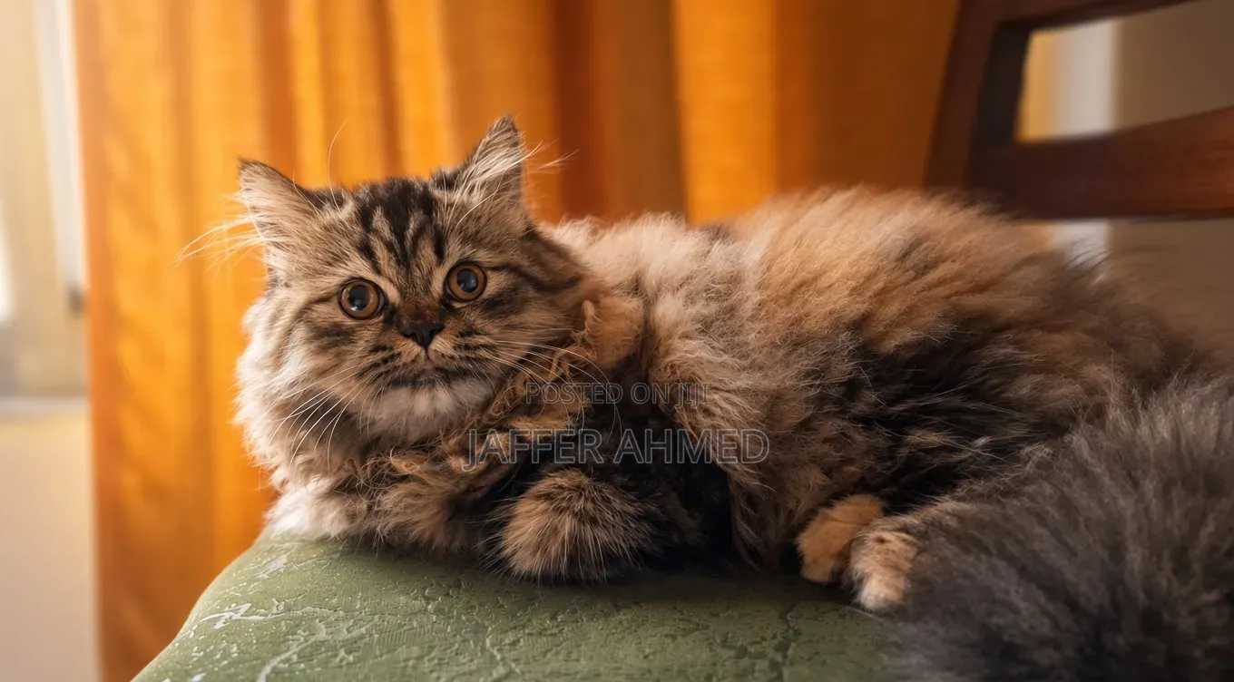 3-6 months Female Purebred Ragdoll