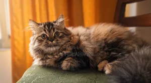 3-6 months Female Purebred Ragdoll