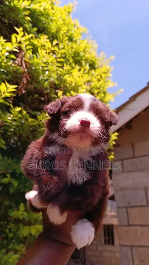 1-3 months Male Purebred Havanese