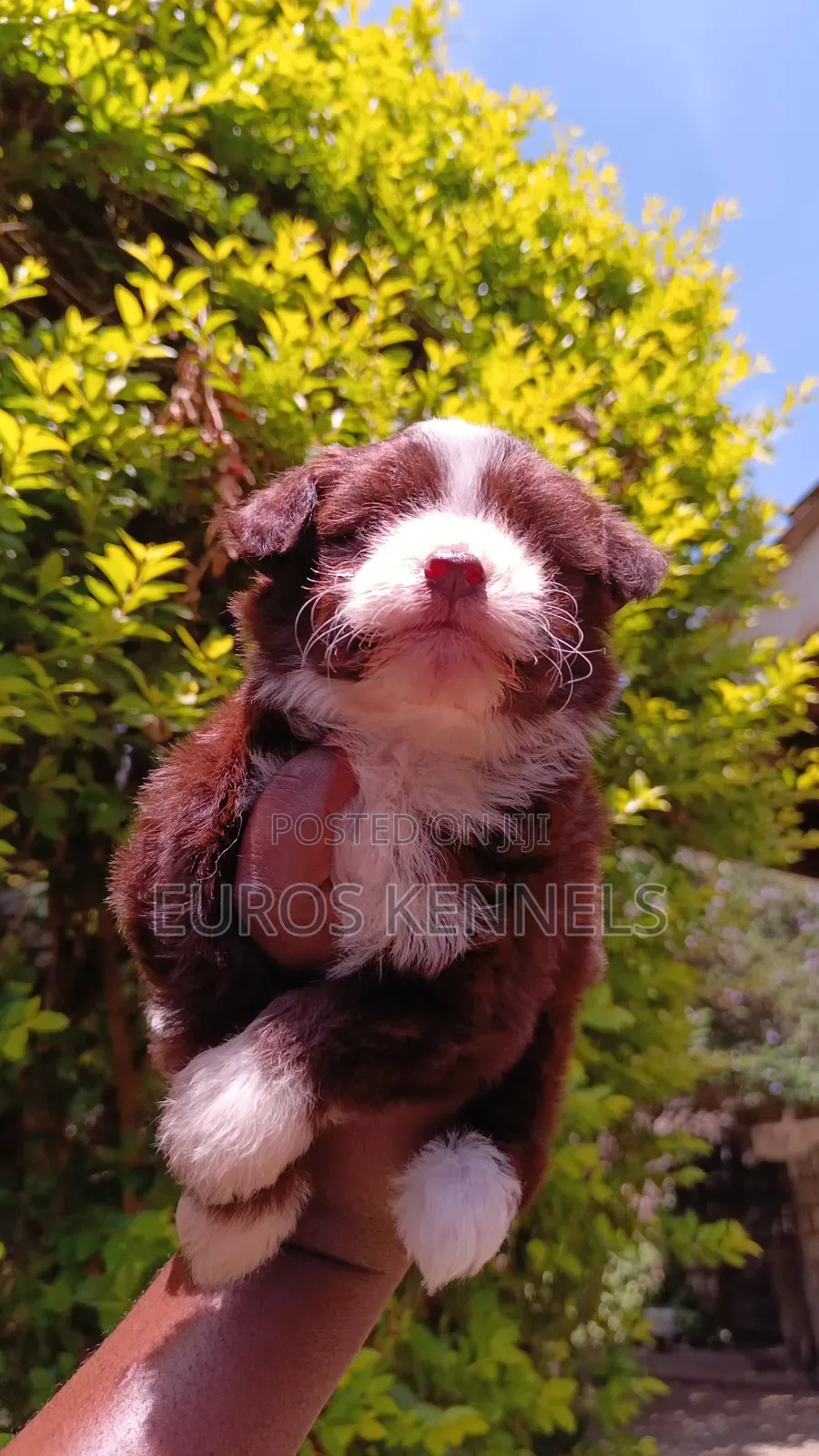 1-3 months Male Purebred Havanese