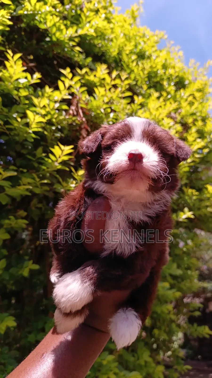 1-3 months Male Purebred Havanese