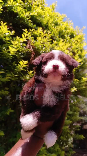 1-3 months Male Purebred Havanese