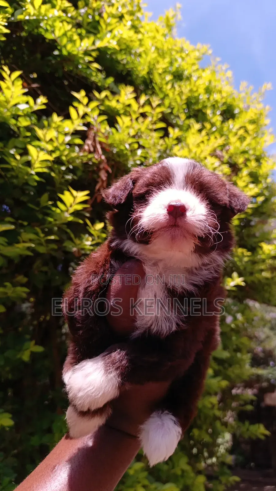 1-3 months Male Purebred Havanese