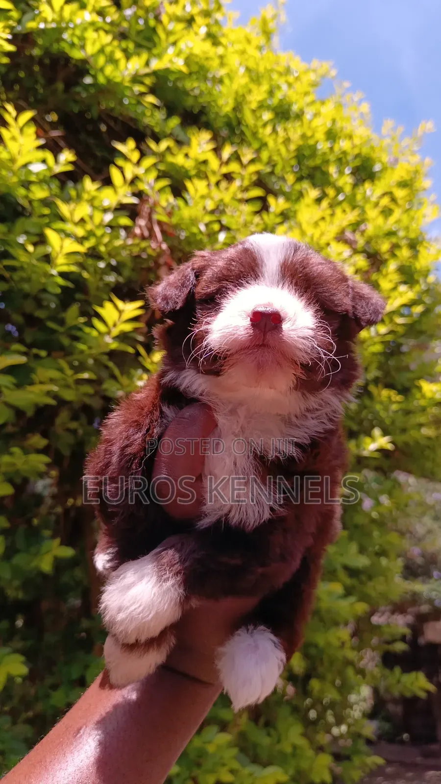 1-3 months Male Purebred Havanese