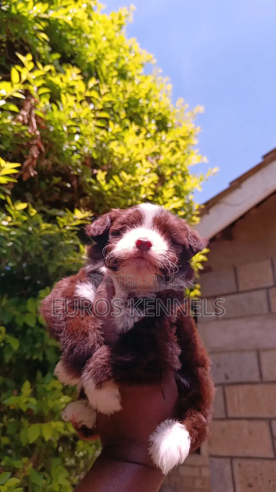 1-3 months Male Purebred Havanese