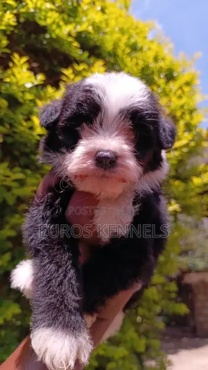 1-3 months Male Purebred Havanese
