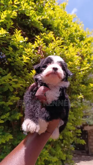 1-3 months Male Purebred Havanese