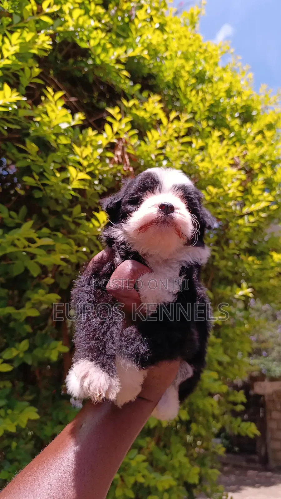 1-3 months Male Purebred Havanese
