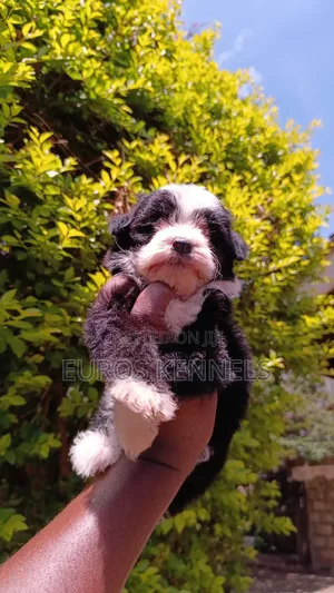 1-3 months Male Purebred Havanese