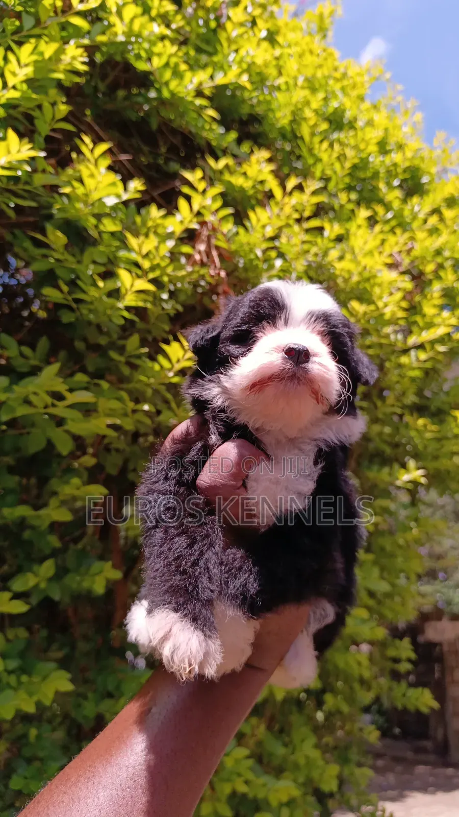 1-3 months Male Purebred Havanese