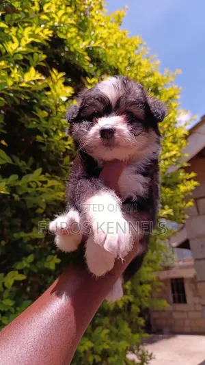 1-3 months Female Purebred Havanese