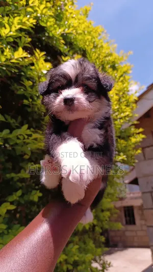 1-3 months Female Purebred Havanese