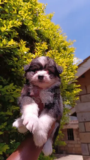 1-3 months Female Purebred Havanese