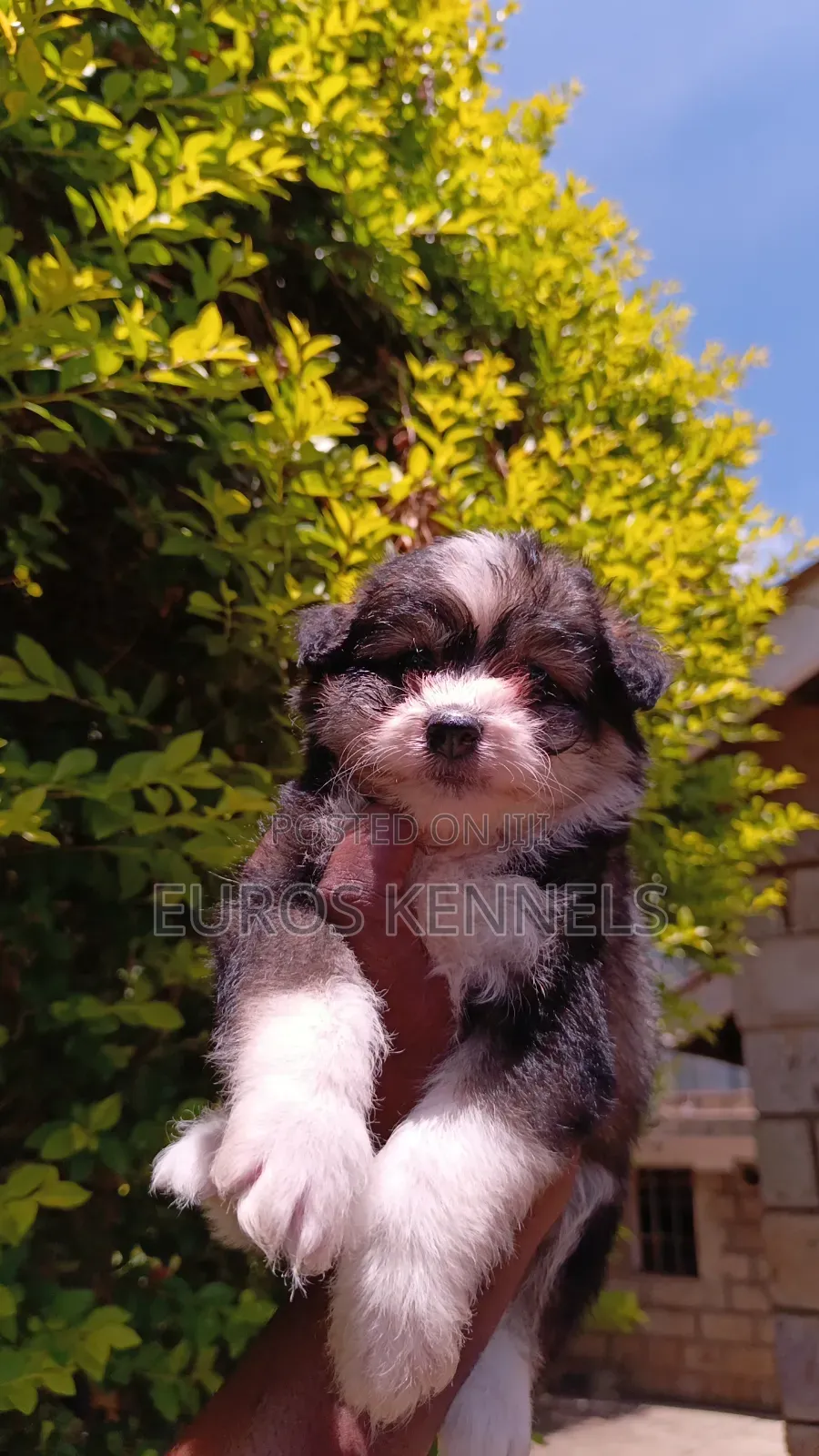 1-3 months Female Purebred Havanese