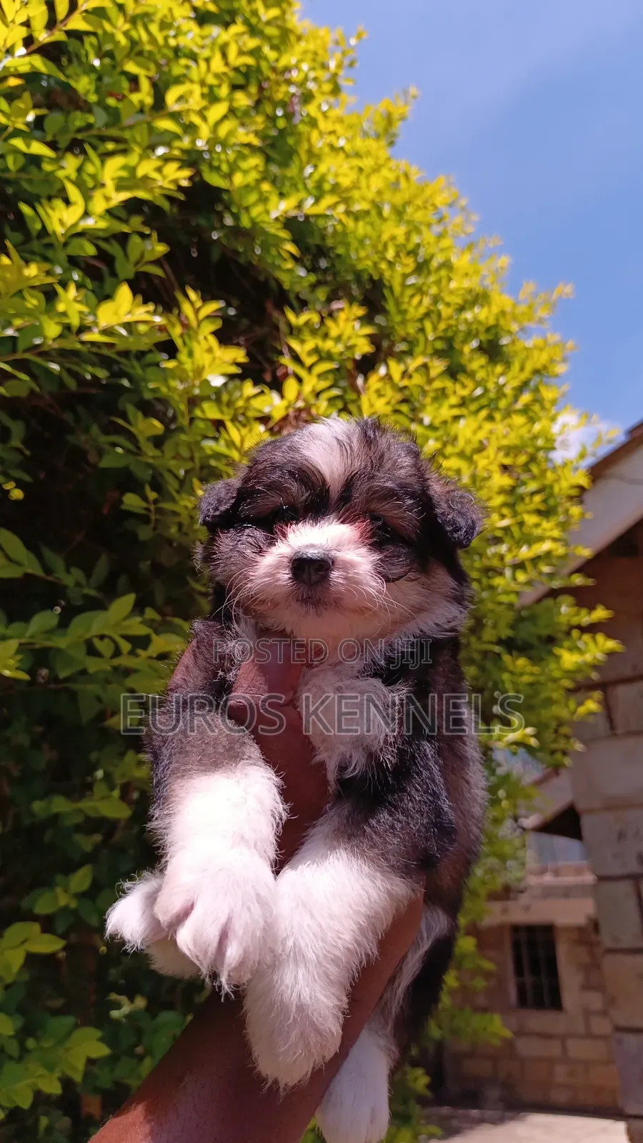 1-3 months Female Purebred Havanese