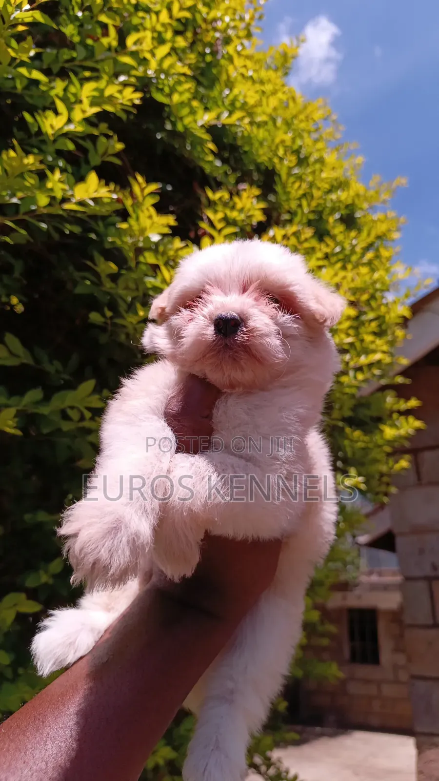 1-3 months Female Purebred Havanese