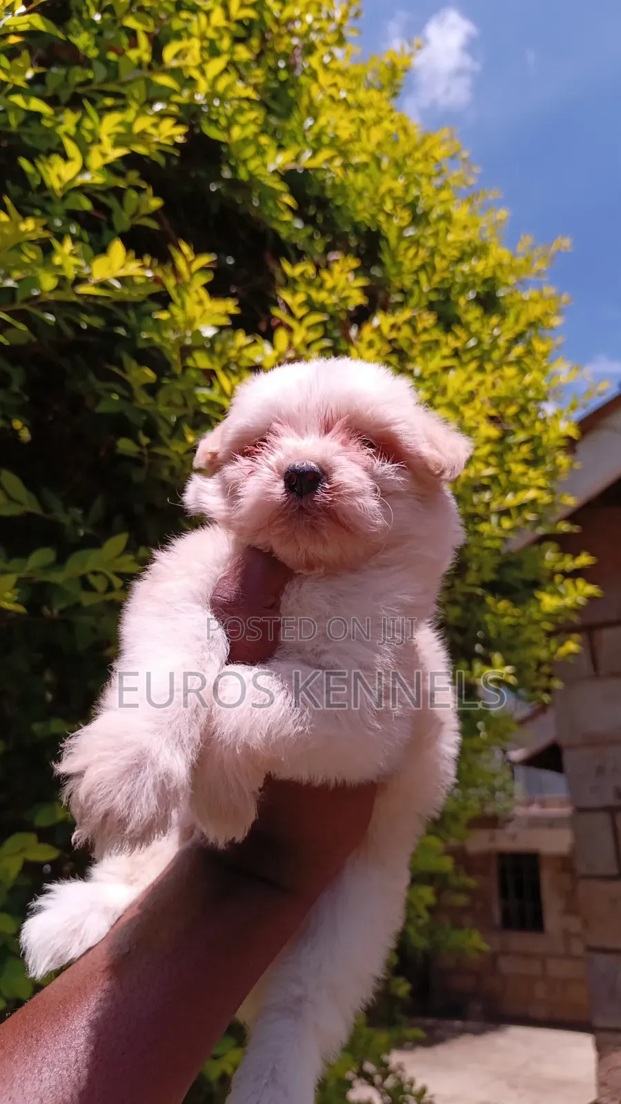 1-3 months Female Purebred Havanese