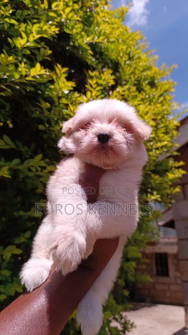 1-3 months Female Purebred Havanese - thumbnail 3