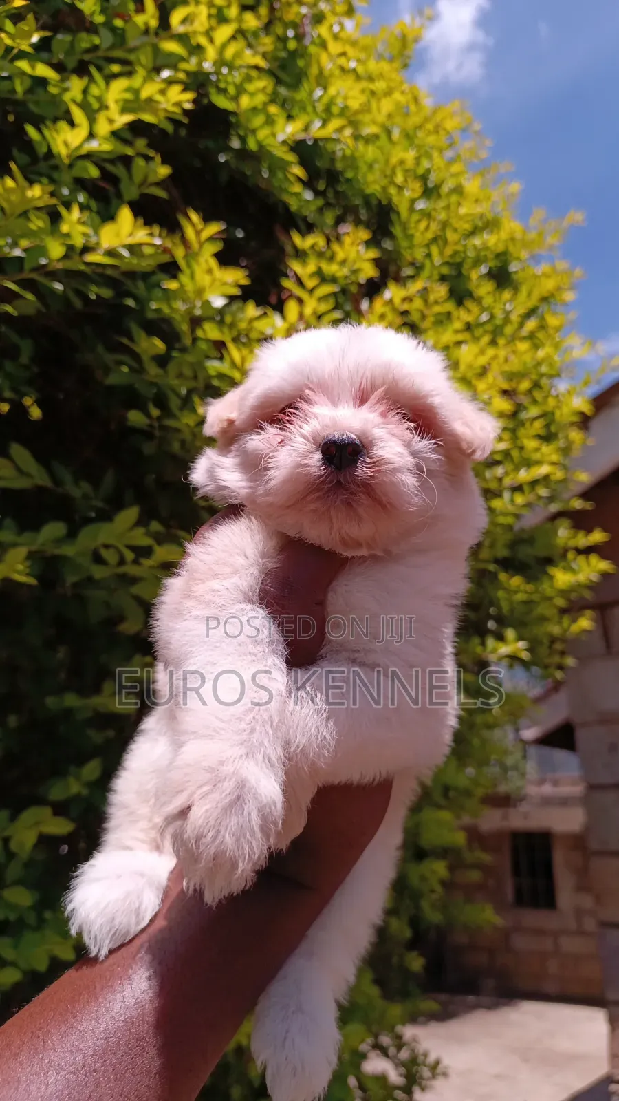 1-3 months Female Purebred Havanese