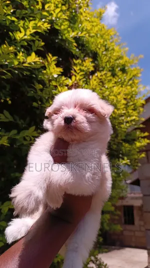 1-3 months Female Purebred Havanese