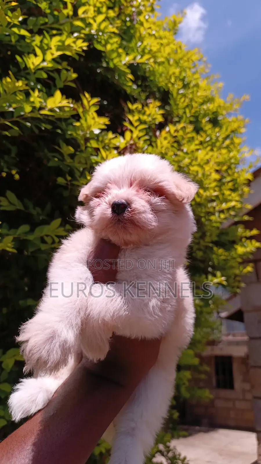 1-3 months Female Purebred Havanese