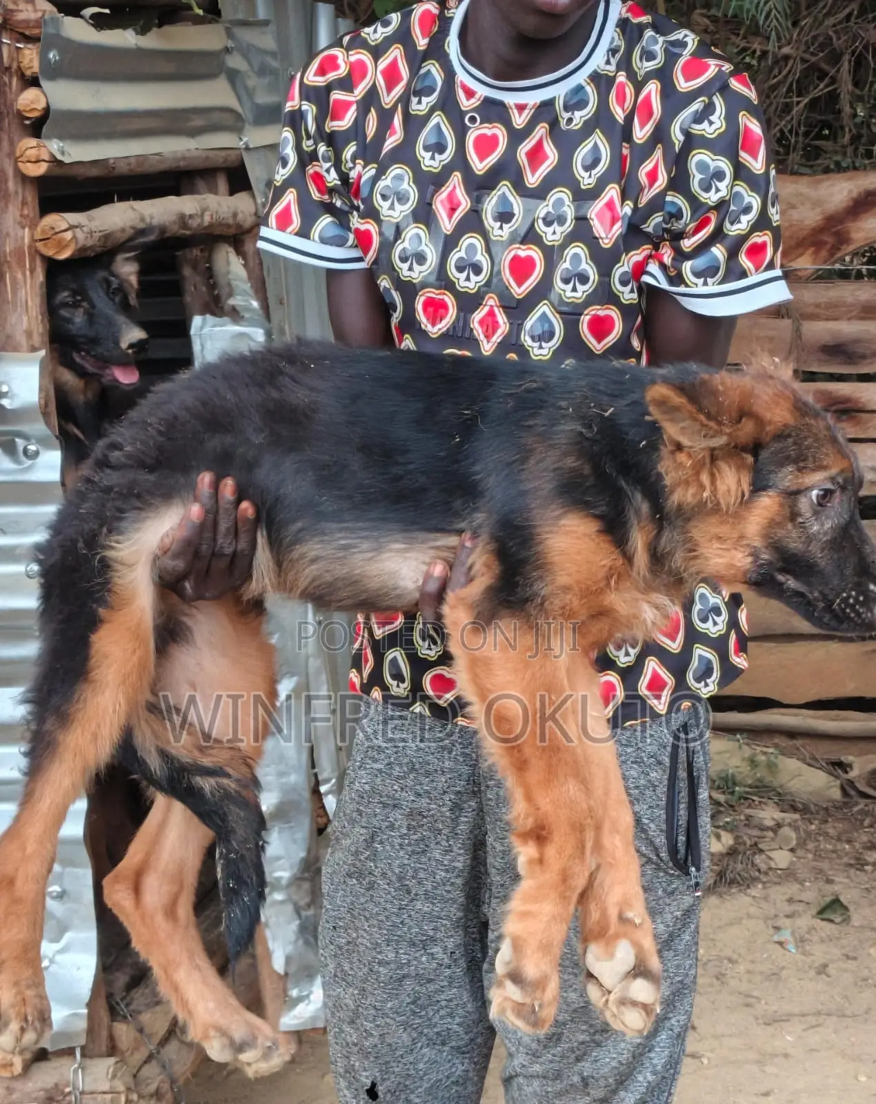 3-6 months Male Purebred German Shepherd