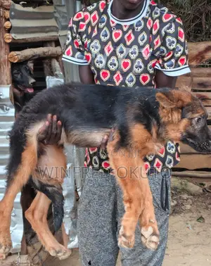3-6 months Male Purebred German Shepherd
