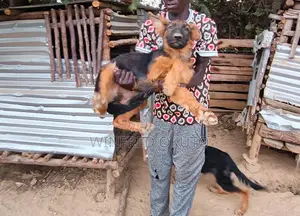 3-6 months Male Purebred German Shepherd