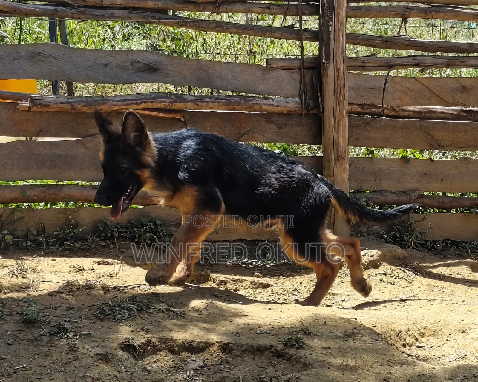 3-6 months Male Purebred German Shepherd