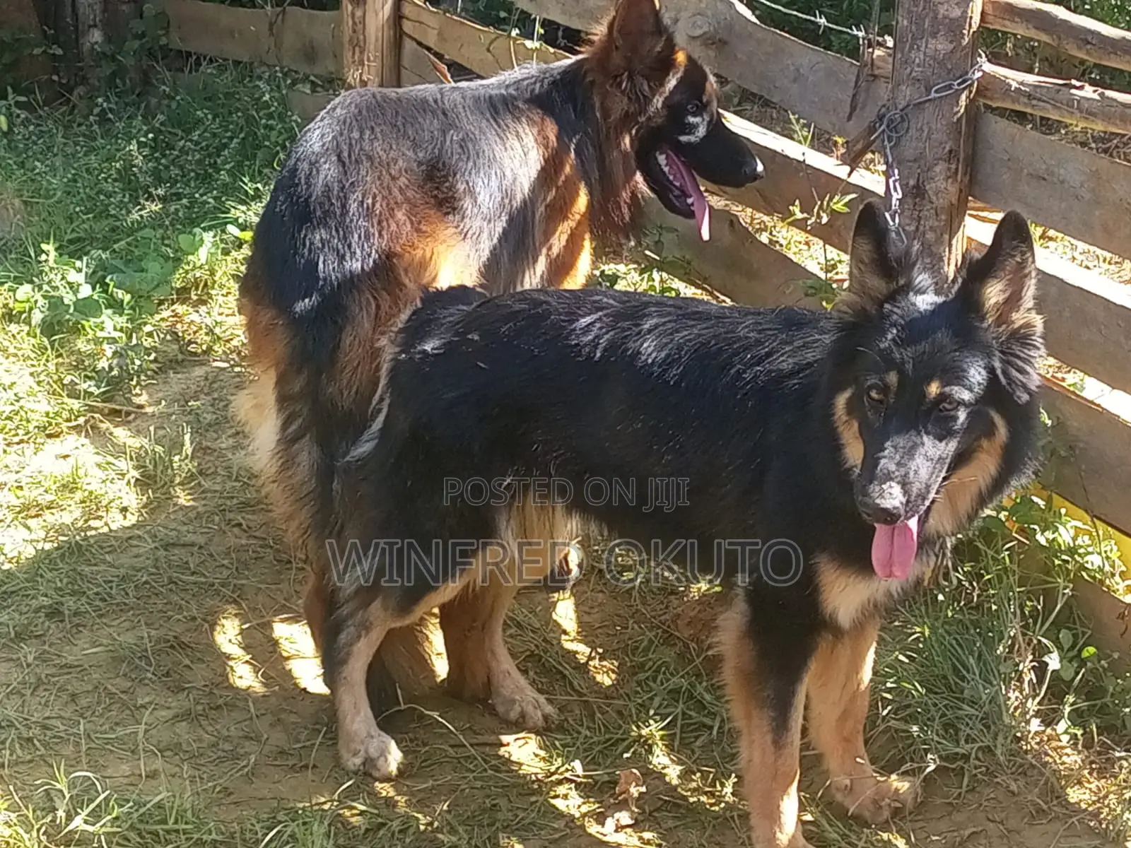 3-6 months Male Purebred German Shepherd