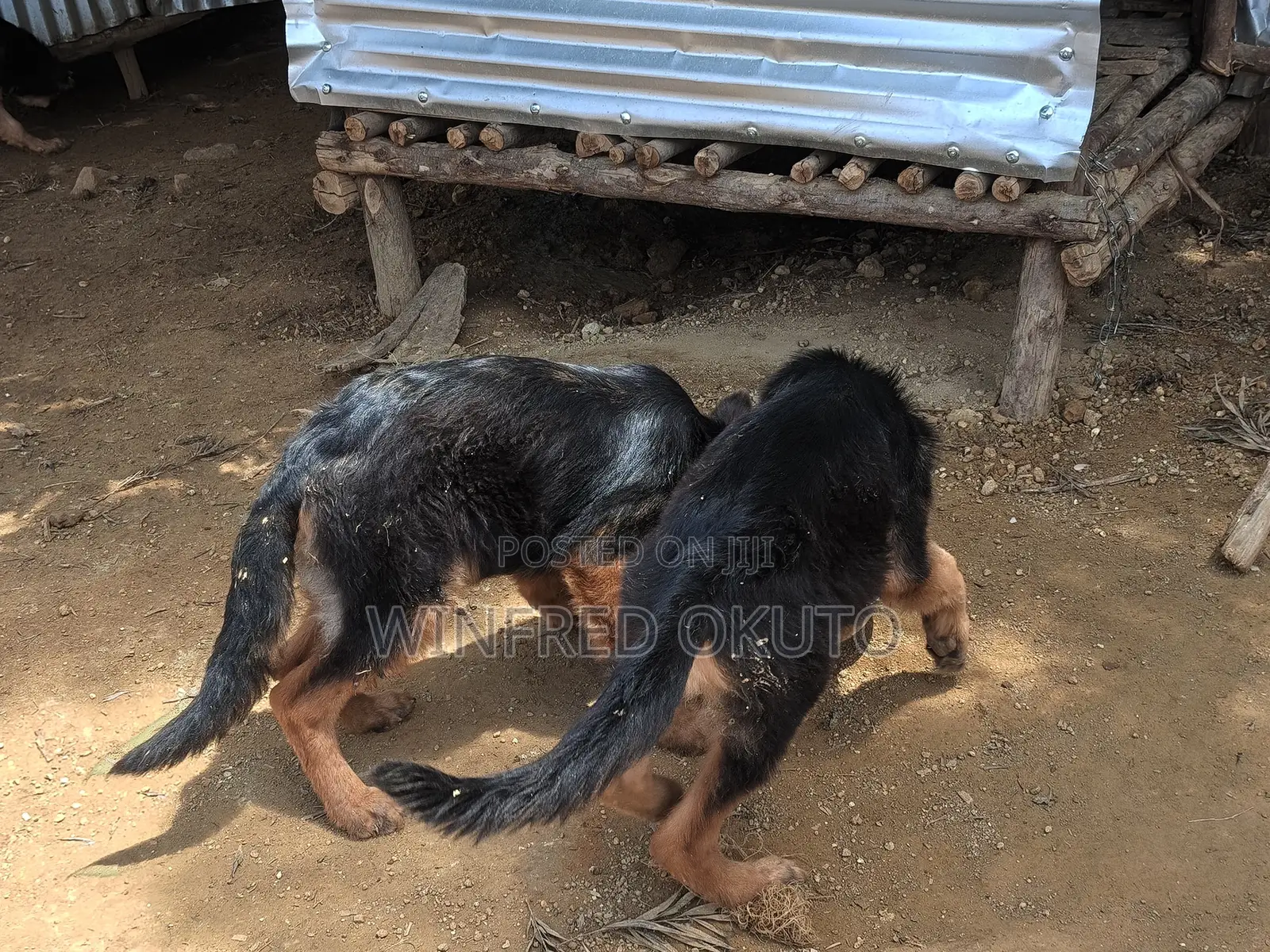 3-6 months Male Purebred German Shepherd