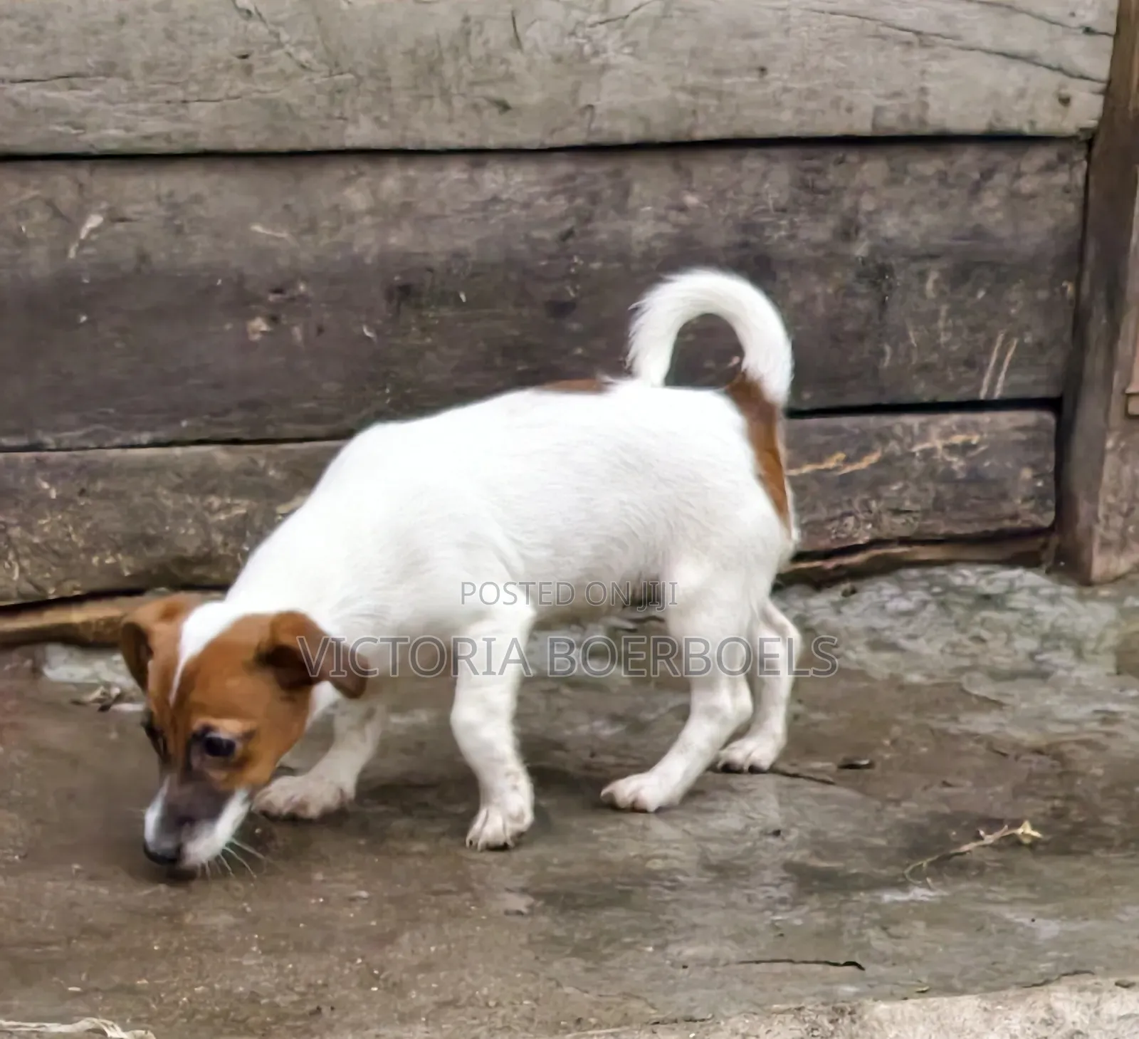 1-3 months Male Purebred Jack Russell Terrier
