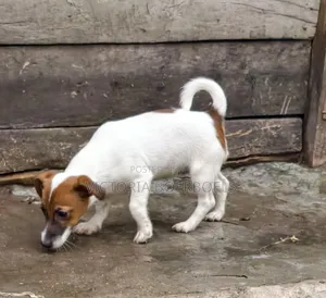 1-3 months Male Purebred Jack Russell Terrier