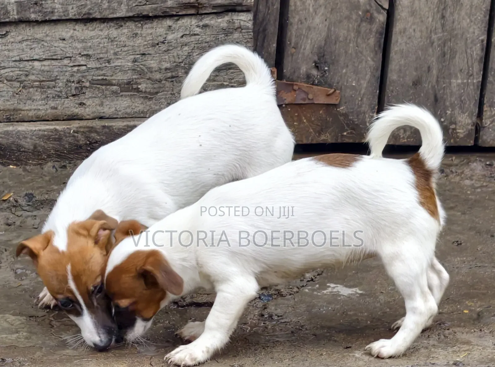 1-3 months Male Purebred Jack Russell Terrier
