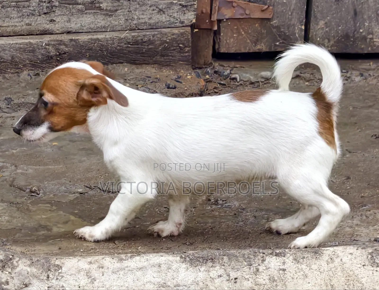 1-3 months Male Purebred Jack Russell Terrier