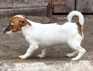 1-3 months Male Purebred Jack Russell Terrier